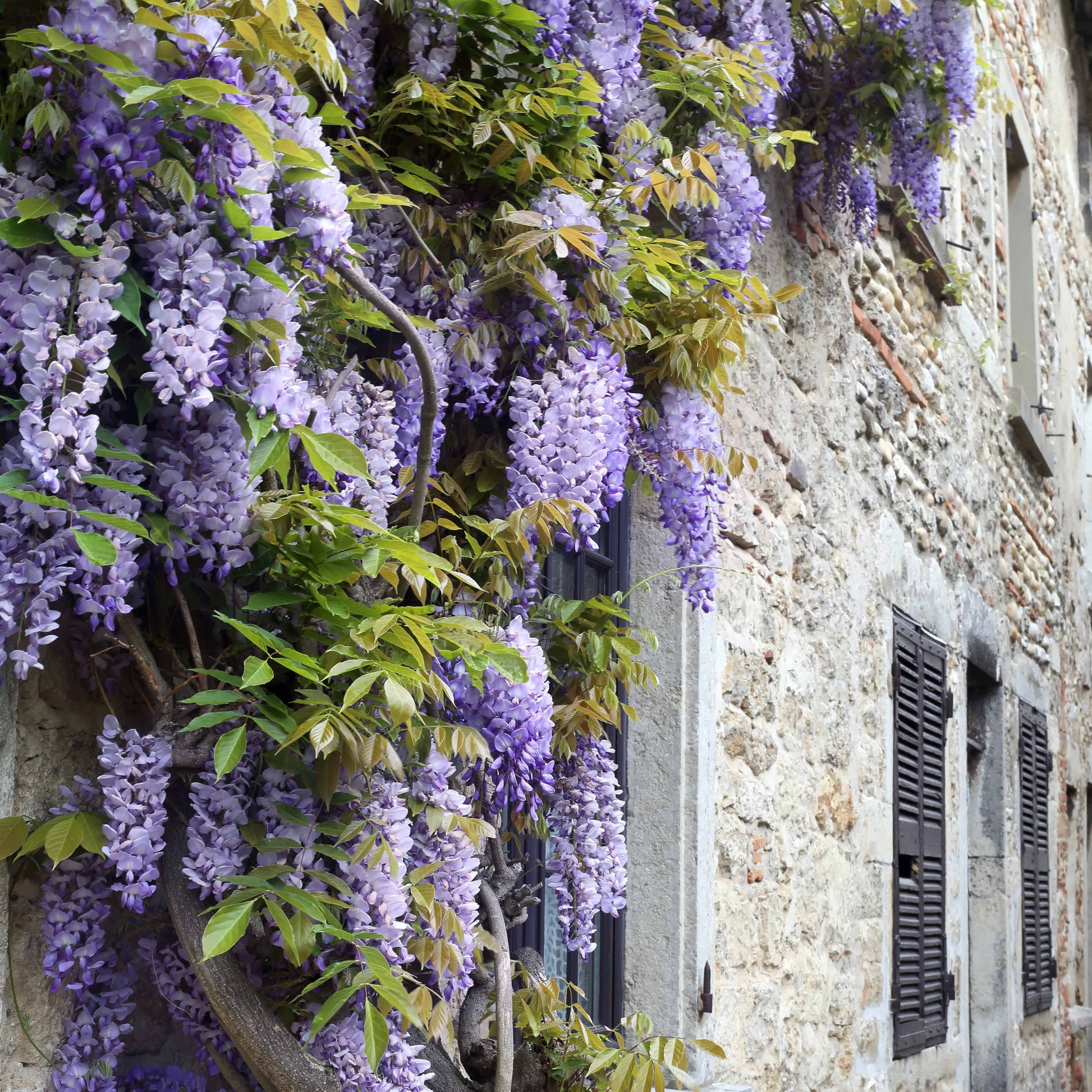 Verkauf Kletterpflanzen-Kollektion mit reicher Blüte (x3) - Clematis montana Mayleen , Trachelospermum jasminoides, Wisteria frutescens Amethyst Falls