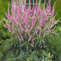Stauden - Stauden-Kollektion für Halbschatten (x9) - Veronicastrum virginicum, digitalis purpurea, alchemilla mollis