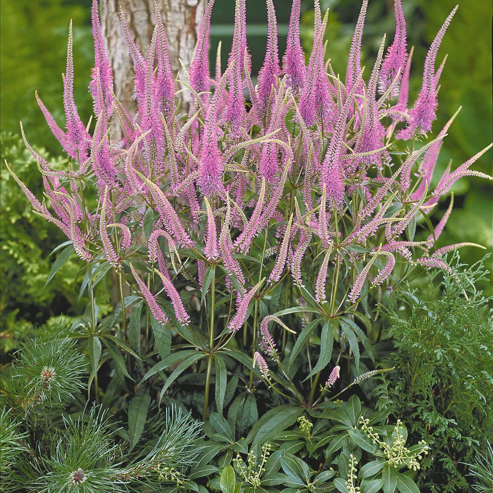 Stauden - Stauden-Kollektion für Halbschatten (x9) - Veronicastrum virginicum, digitalis purpurea, alchemilla mollis