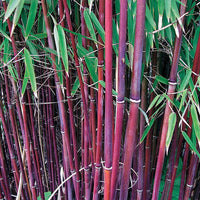 Sträucher - Gartenbambus, Pagoden-Hartriegel, Fächerahorn (x3) - Fargesia scabrida, cornus controversa, acer palmat