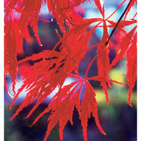 Verkauf Gartenbambus, Pagoden-Hartriegel, Fächerahorn (x3) - Fargesia scabrida, cornus controversa, acer palmat