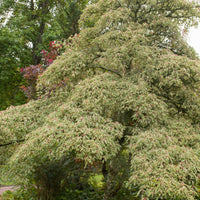 Fargesia scabrida, cornus controversa, acer palmat - Gartenbambus, Pagoden-Hartriegel, Fächerahorn (x3) - Sträucher