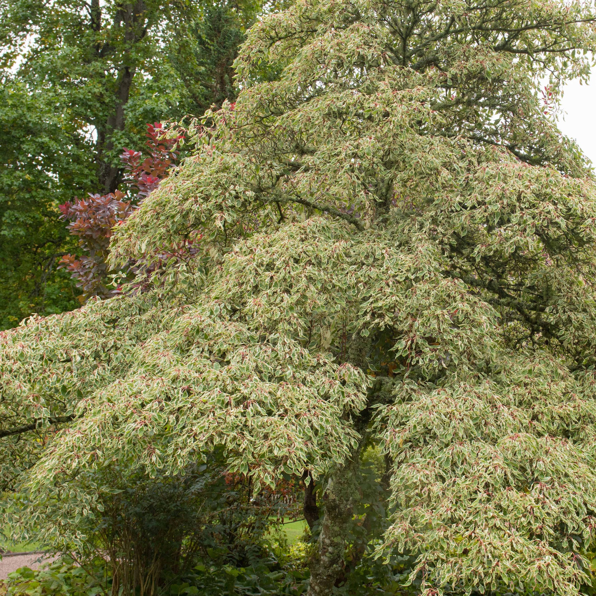 Fargesia scabrida, cornus controversa, acer palmat - Gartenbambus, Pagoden-Hartriegel, Fächerahorn (x3) - Sträucher