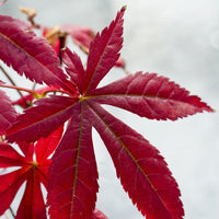 Verkauf Sträucher-Kollektion Fächerahorn purpur & Gold-Orangenblume (x2) - Acer palmatum Atropurpureum , Choisya ternata Sundance Lich