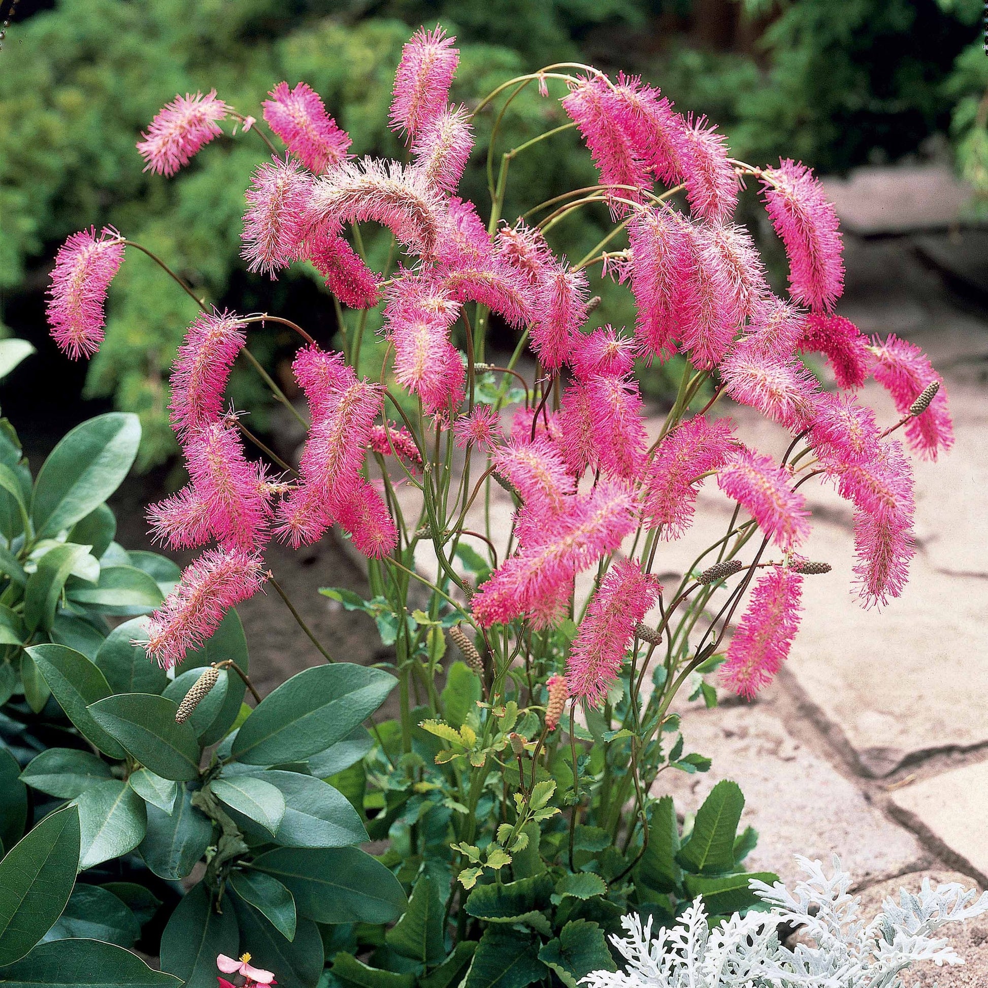 Verkauf Pimpernellen- & Ehrenpreis-Kollektion (x5) - Sanguisorba obtusa, Veronicastrum virginicum Cupid