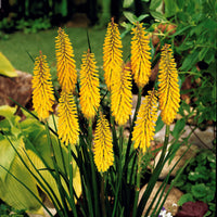 Delphinium Sky Blue, Kniphofia Sunningdale Gold - Rittersporn- & Fackellilien-Kollektion (x8) - Blühende Pflanzen