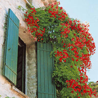 Trompetenblume & Geißblatt Kollektion - Campsis radicans stromboli, lonicera periclymenum - Bakker