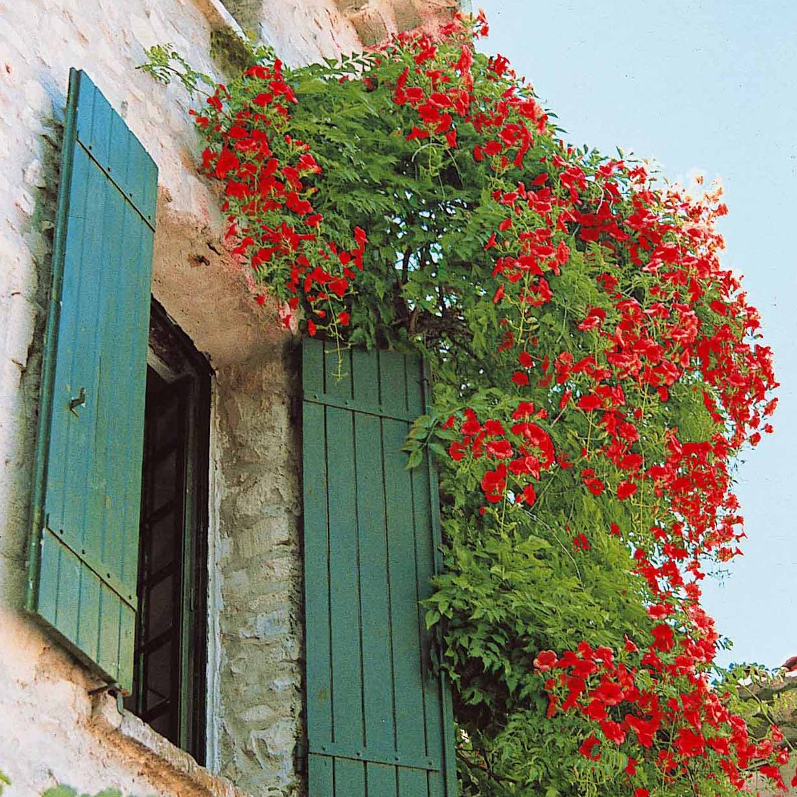 Trompetenblume & Geißblatt Kollektion - Campsis radicans stromboli, lonicera periclymenum - Bakker