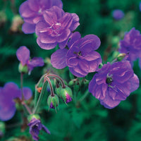 Gefüllt blühende Storchschnabel-Kollektion (x6) - 2geranium caeruleum, 2 double jewel, 2 birch double - Bakker