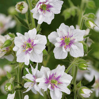 2geranium caeruleum, 2 double jewel, 2 birch double - Gefüllt blühende Storchschnabel-Kollektion (x6) - Blühende Stauden