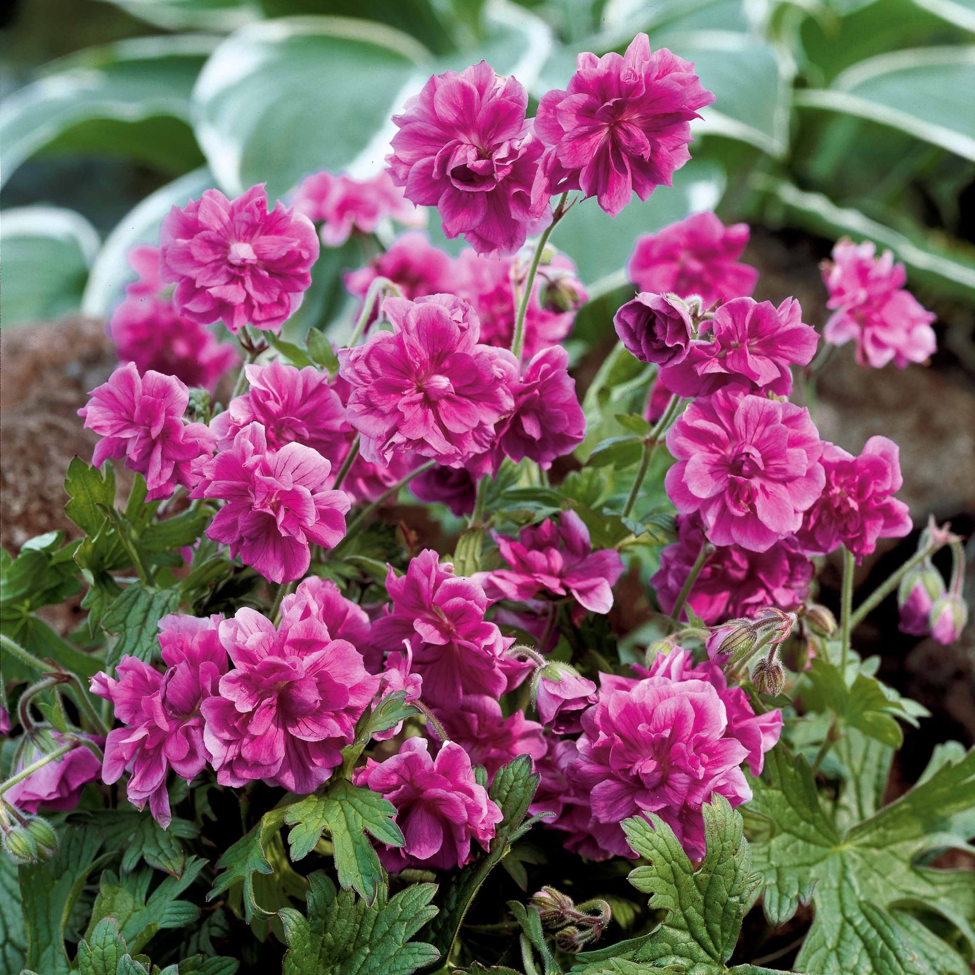 Blühende Stauden - Gefüllt blühende Storchschnabel-Kollektion (x6) - 2geranium caeruleum, 2 double jewel, 2 birch double