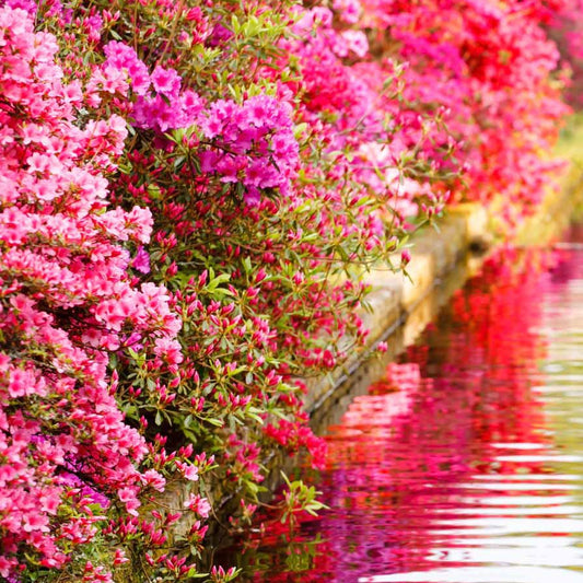 Azaleen - Japan-Azaleen-Kollektion (x3) - Azalea japonica