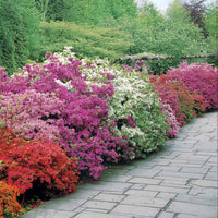 Japan-Azaleen-Kollektion (x3) - Azalea japonica - Bakker