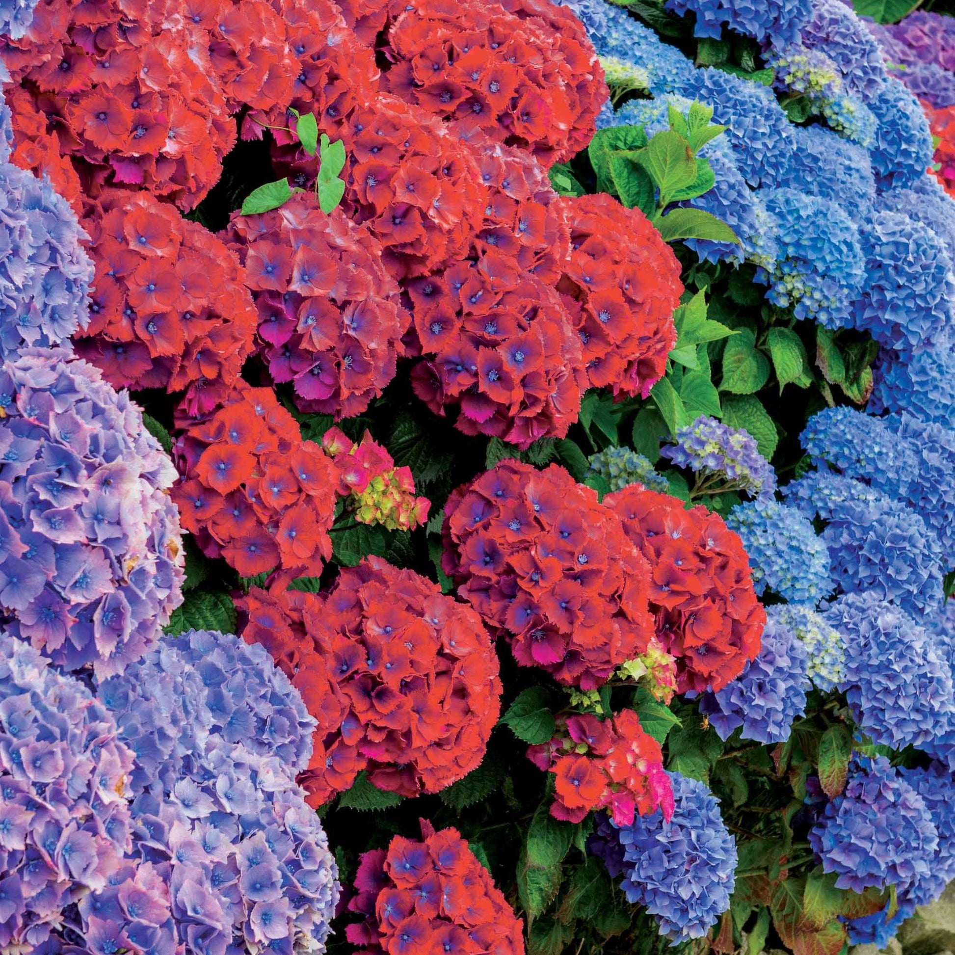 Verkauf Hortensien-Kollektion rot & blau (x4) - Hydrangea macrophylla