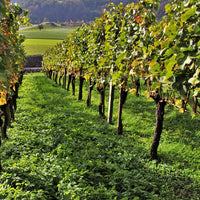 Weinreben-Kollektion ‘Pinot’, ‘Merlot’, ‘Chardonnay’ (x3) - Bakker