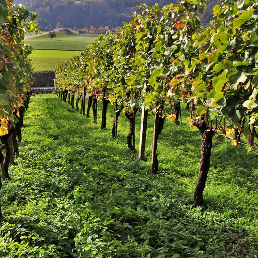 Weinreben-Kollektion ‘Pinot’, ‘Merlot’, ‘Chardonnay’ (x3) - Bakker
