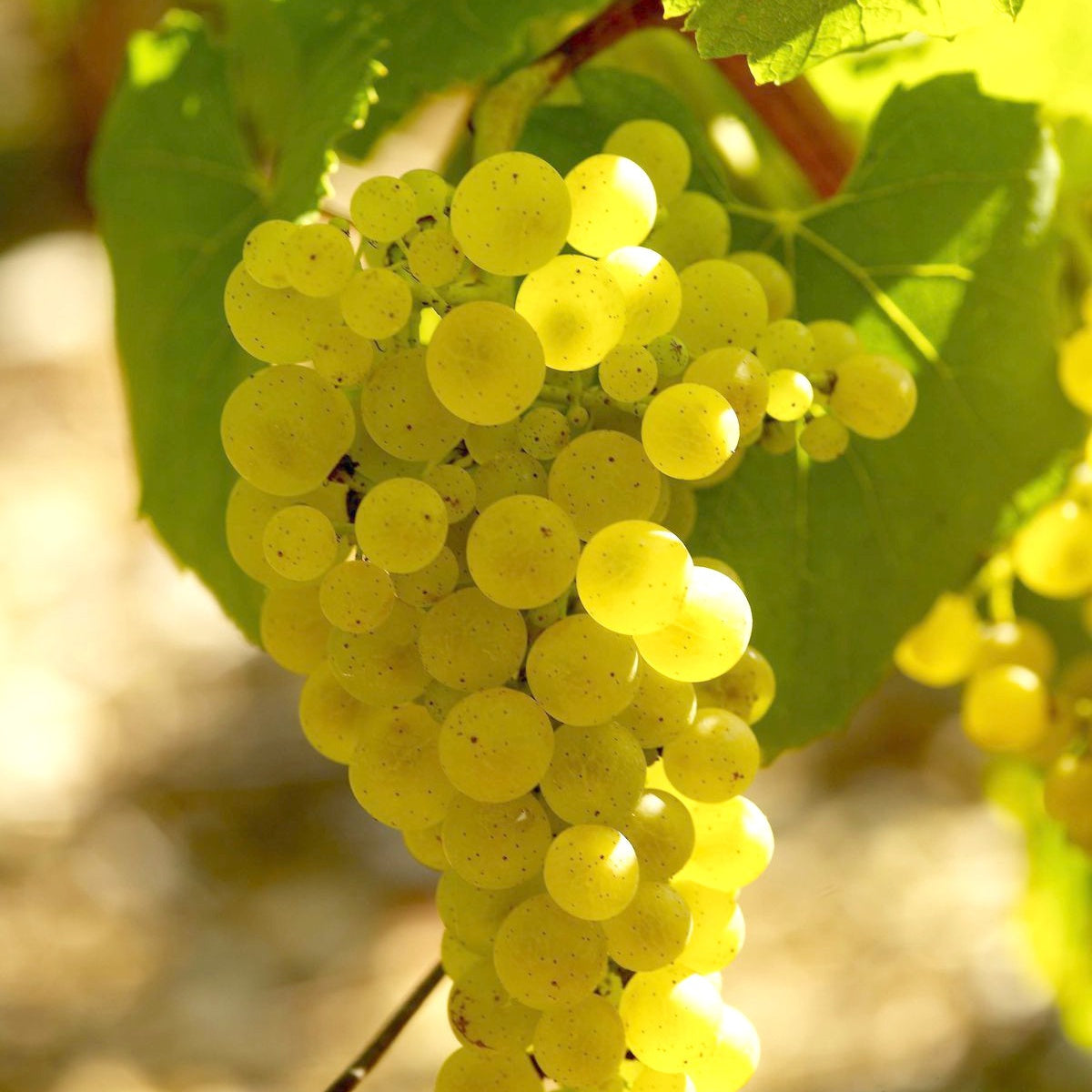 Weinreben-Kollektion ‘Pinot’, ‘Merlot’, ‘Chardonnay’ (x3) - Vitis vinifera Pinot, Merlot, Chardonnay - Bakker