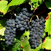 Weinrebe - Weinreben-Kollektion ‘Pinot’, ‘Merlot’, ‘Chardonnay’ (x3) - Vitis vinifera Pinot, Merlot, Chardonnay