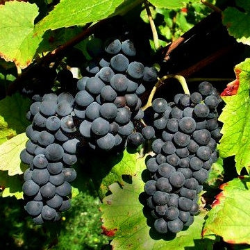 Weinrebe - Weinreben-Kollektion ‘Pinot’, ‘Merlot’, ‘Chardonnay’ (x3) - Vitis vinifera Pinot, Merlot, Chardonnay