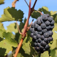 Vitis vinifera Pinot, Merlot, Chardonnay - Weinreben-Kollektion ‘Pinot’, ‘Merlot’, ‘Chardonnay’ (x3) - Weinrebe