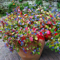 Blühende Stauden - Chinesische Bleiwurz - Ceratostigma plumbaginoides