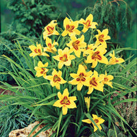 Hemerocallis bonanza - Taglilie ‘Bonanza’ - Hemerocallis - Taglilie