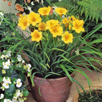 Taglilie ‘Stella de Oro’ - Hemerocallis Stella de Oro - Bakker