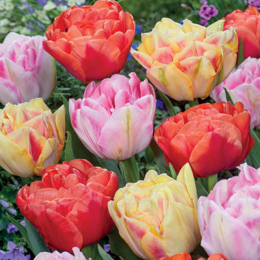 Gefüllte Pfingstrosen-Tulpen Mischung (x12) - Bakker