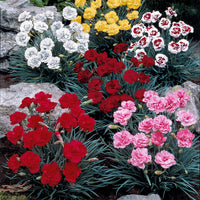 Nelken Mischung (x6) - Bakker