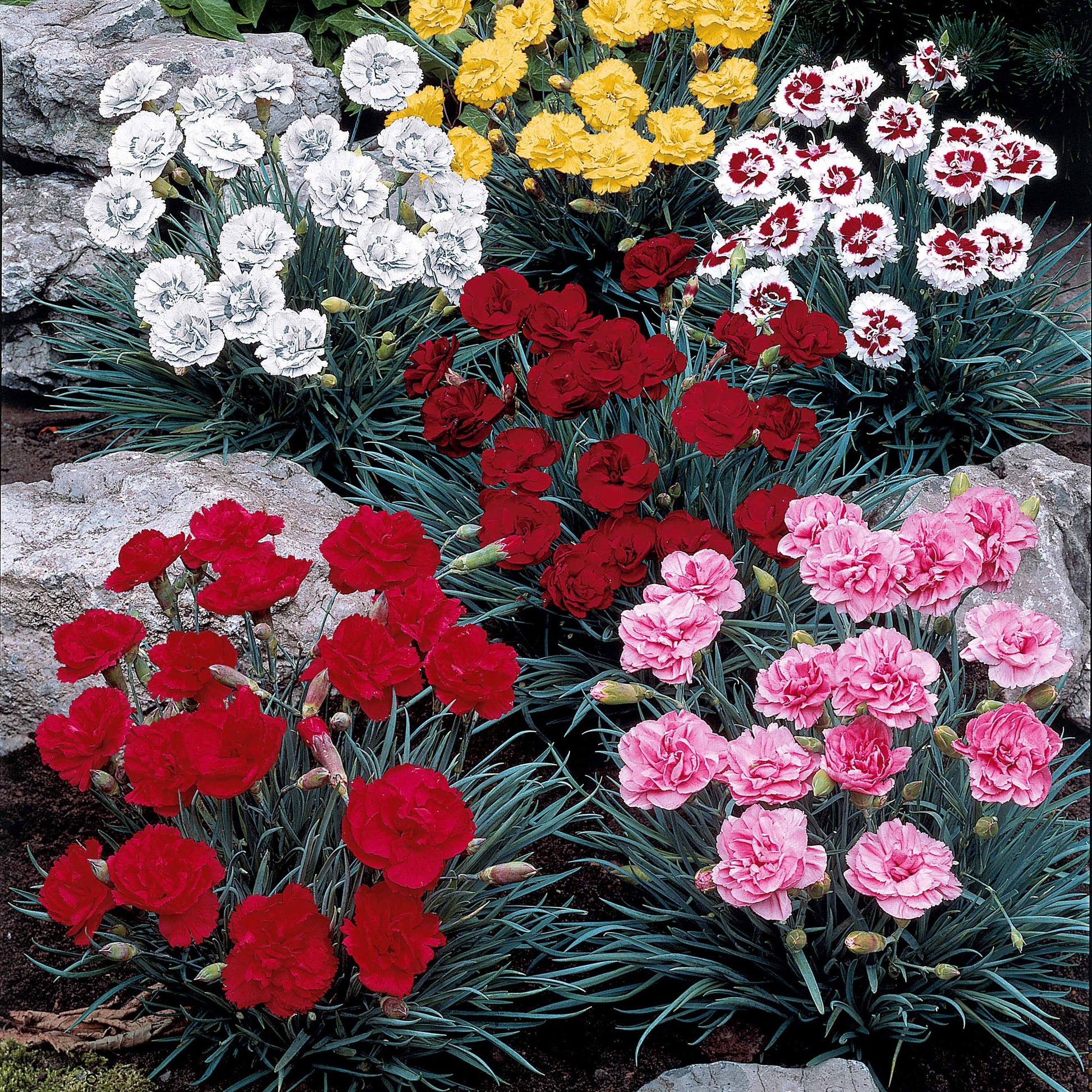 Nelken Mischung (x6) - Bakker