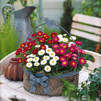 Verkauf Gänseblümchen Mischung (x2) - Bellis perennis