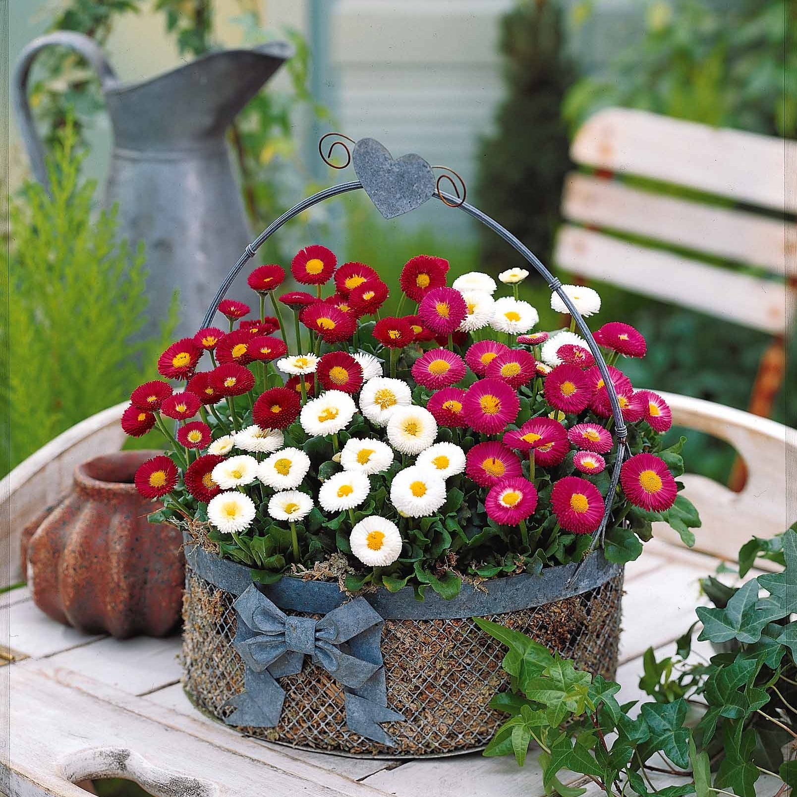 Verkauf Gänseblümchen Mischung (x2) - Bellis perennis