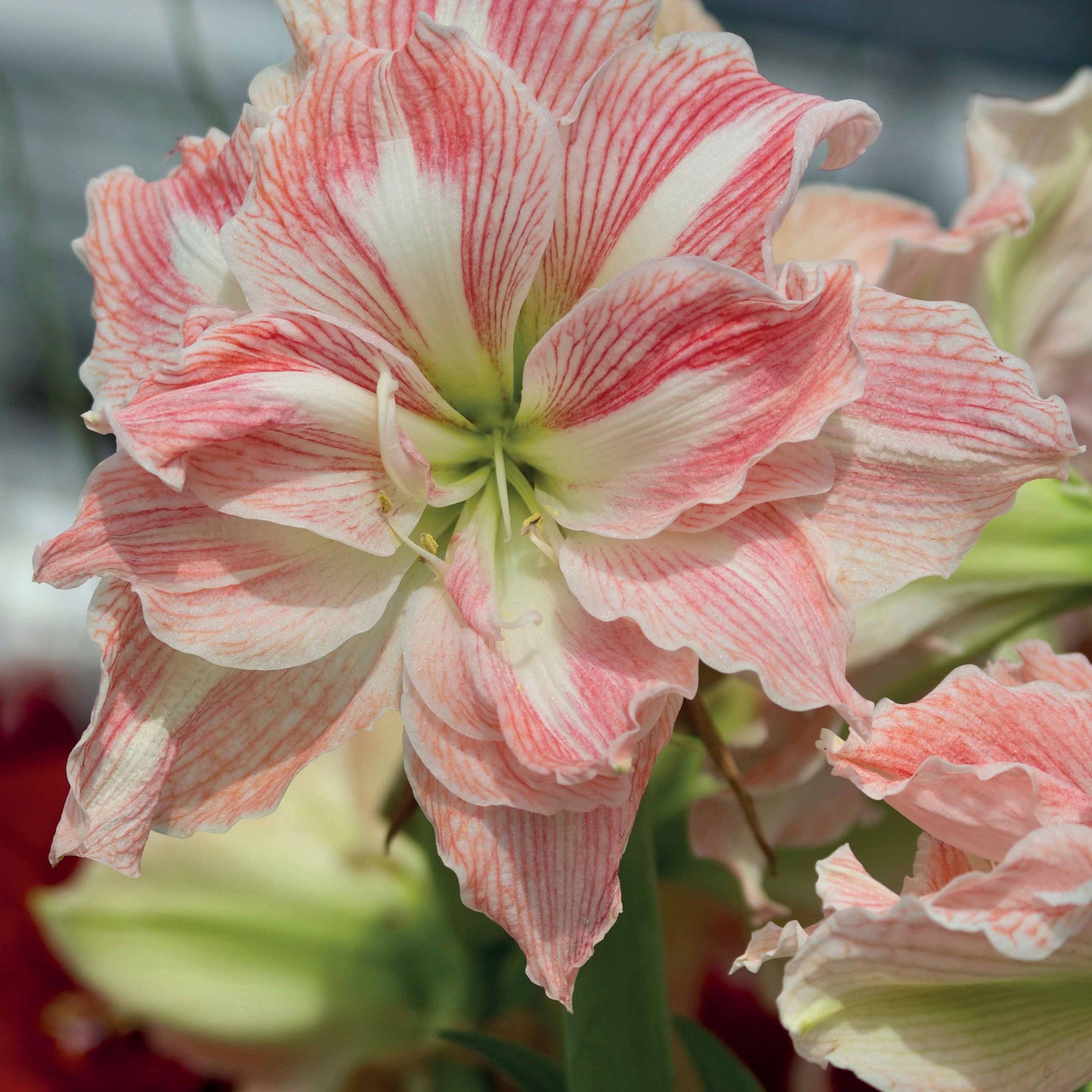 Amaryllis-Kollektion rosa & weiß (x2) - Amaryllis Happy Nymph, White Nymph - Bakker