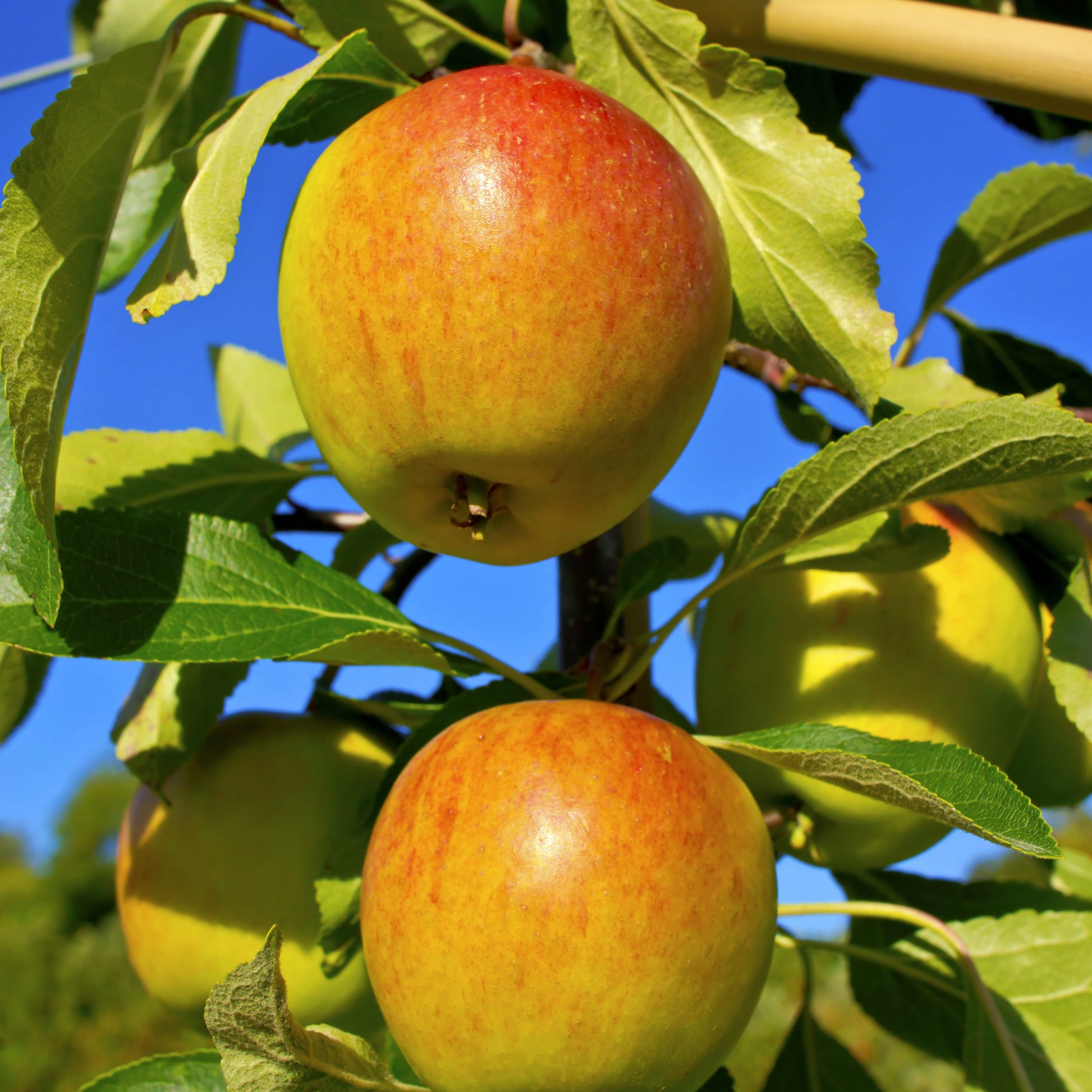 Apfelbäume - Apfelbaum-Kollektion (x3) - Malus domestica reine de reinettes, gala, golden delicious