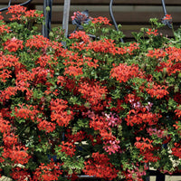 Pelargonium peltatum - Hängegeranie rot - Geranien - Pelargonien