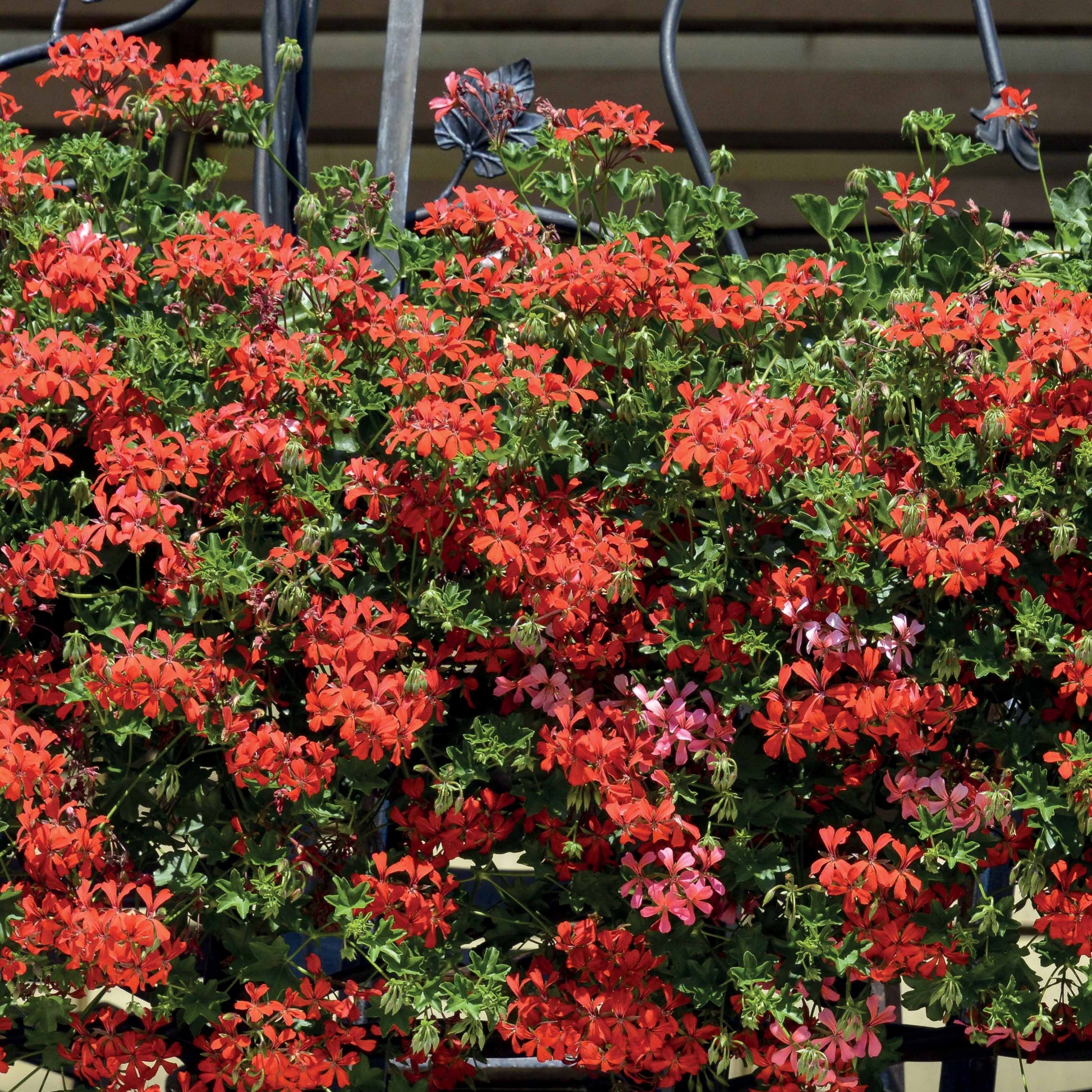 Pelargonium peltatum - Hängegeranie rot - Geranien - Pelargonien
