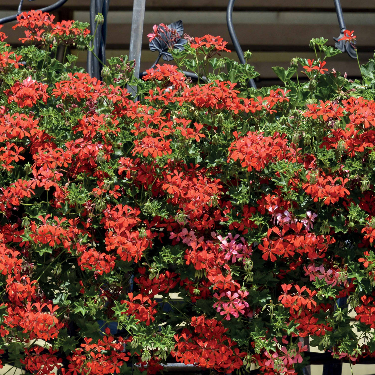 Pelargonium peltatum - Hängegeranie rot - Geranien - Pelargonien
