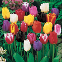 Langstielige Tulpen Mischung (x75) - Tulipa - Bakker