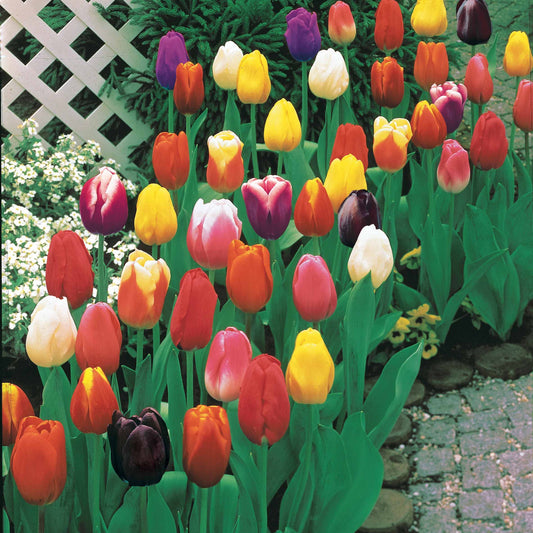 Langstielige Tulpen Mischung (x75) - Bakker