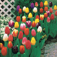 Langstielige Tulpen Mischung (x50) - Tulipa - Bakker