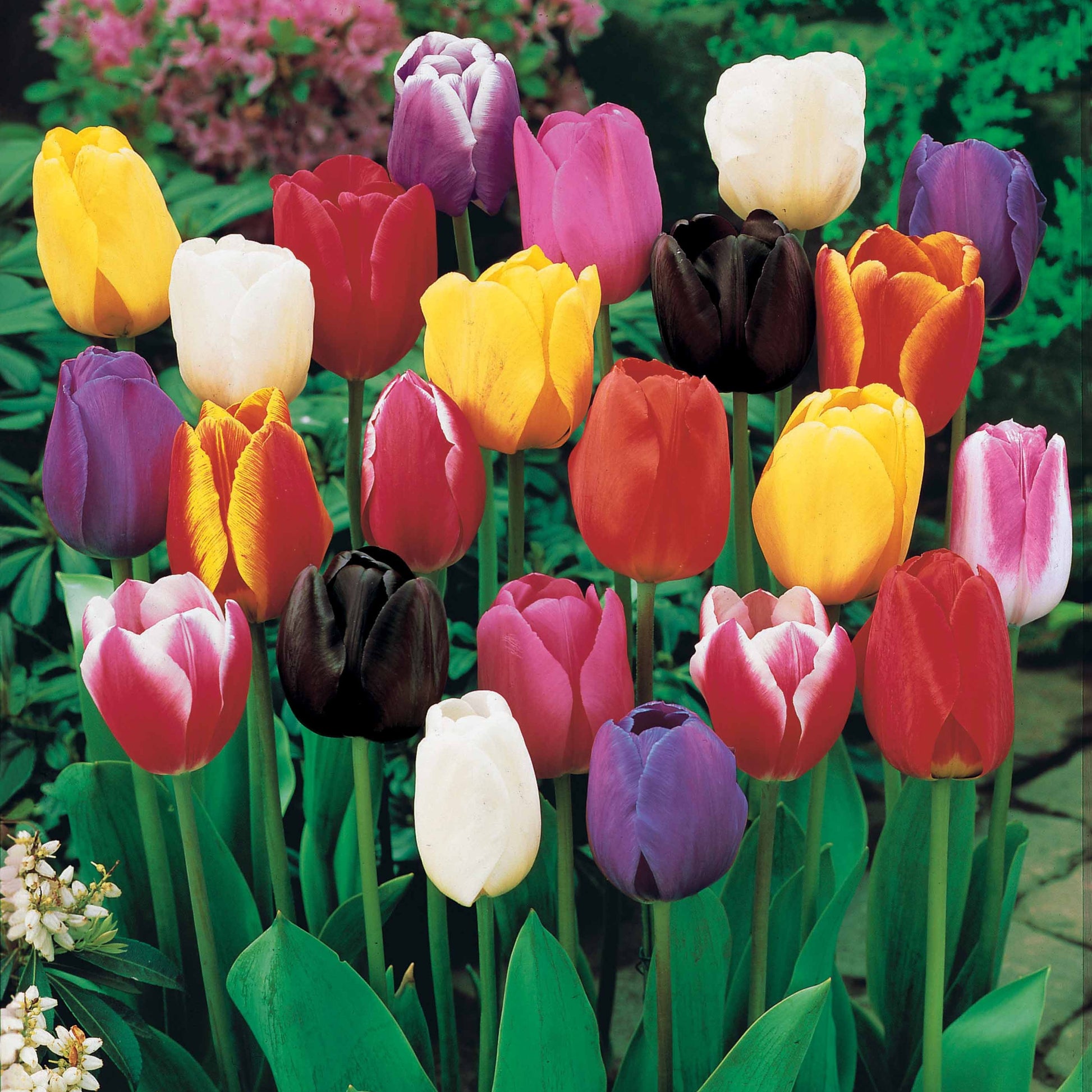 Langstielige Tulpen Mischung (x50) - Bakker