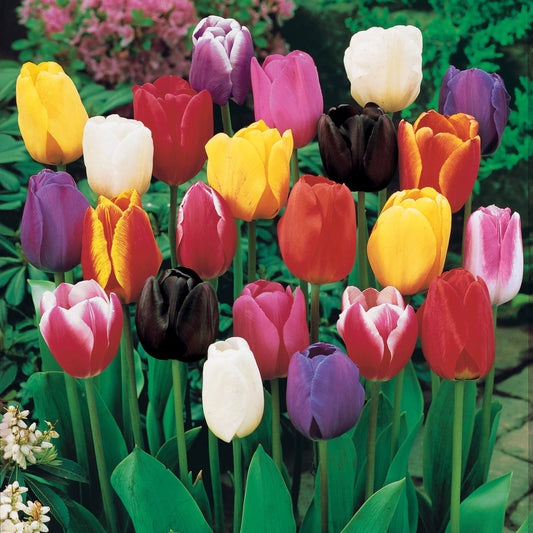 Langstielige Tulpen Mischung (x50) - Bakker