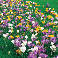 Großblütige Krokusse Mischung (x100) - Crocus vernus - Bakker