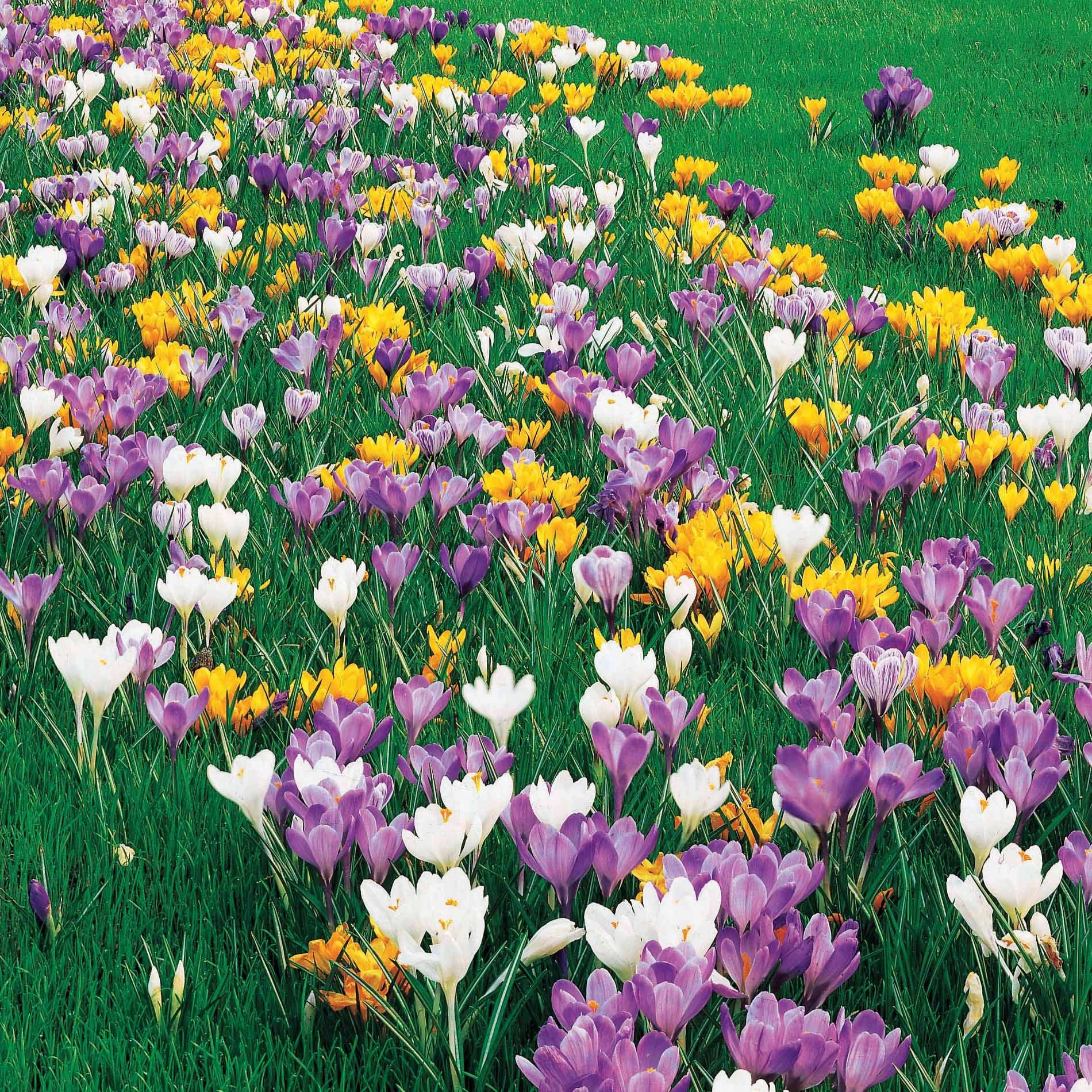 Großblütige Krokusse Mischung (x100) - Crocus vernus - Bakker