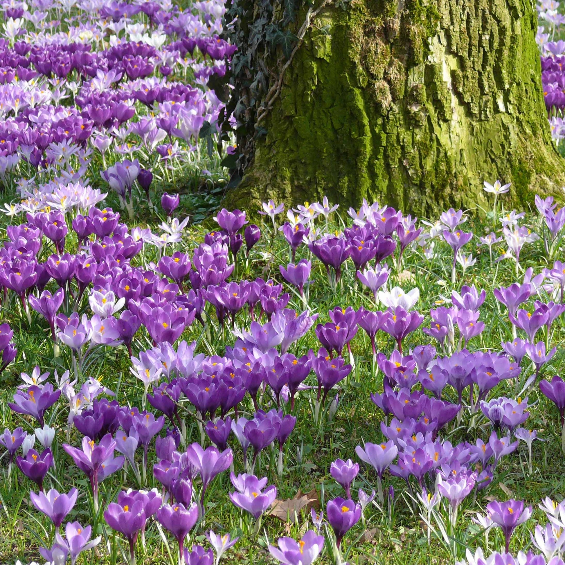 Krokus-Zwiebeln - Großblütige Krokusse Mischung (x100) - Crocus vernus