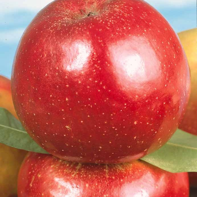 Apfel Roter Boskoop - Bakker