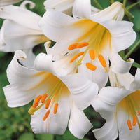 Königslilie weiß (x3) - Lilium regale album - Bakker