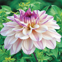 Dahlia Flashback - Dekorative Dahlien 'Flashback' - Dahlien-Zwiebeln