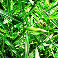 Buntlaubiger Zwergbambus - Pleioblastus fortunei variegata - Bakker