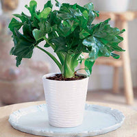Philodendron ‘Atom’ im weißen ELHO-Übertopf - Bakker